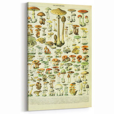 Mushroom Art Print – Vintage Champignons Illustration