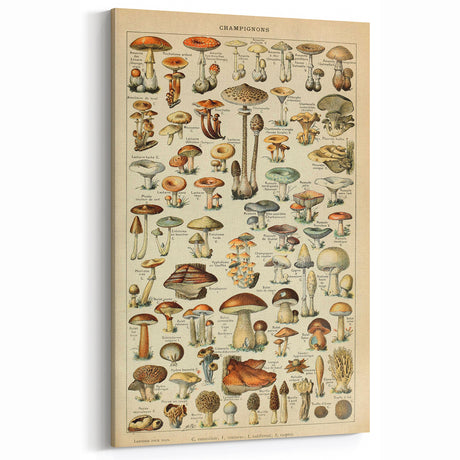 Mushroom Art Print – Vintage Champignons Illustration