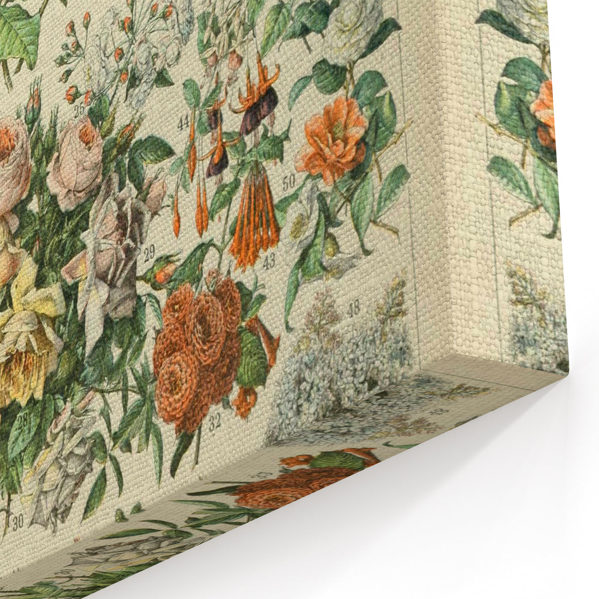 Flower Art Print – Vintage Botanical Flower Illustration