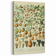 Vintage Botanical Art Prints: Elegant Fruit Illustration Wall Art