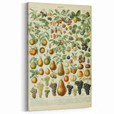 Vintage Botanical Art Prints: Elegant Fruit Illustration Wall Art