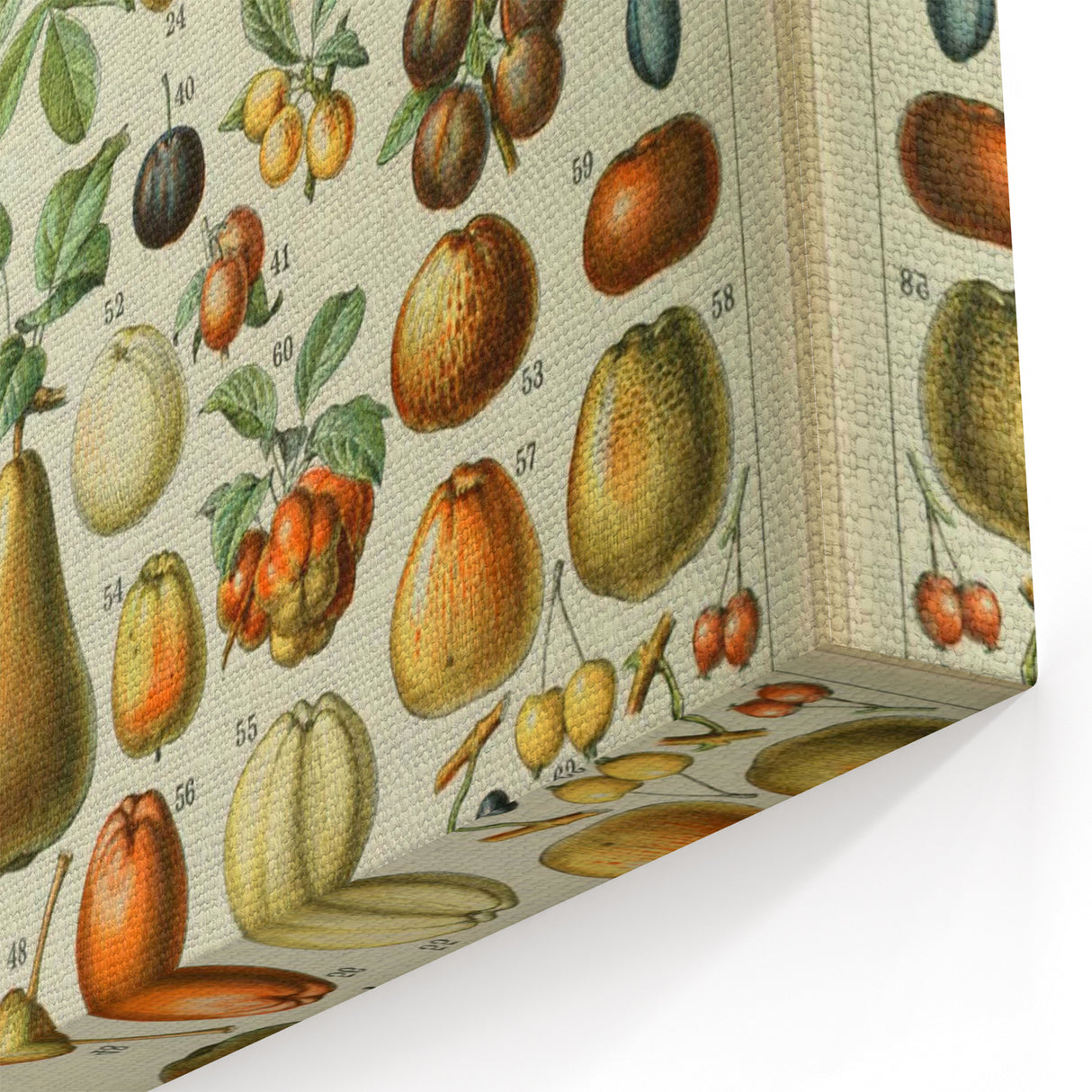 Vintage Botanical Art Prints: Elegant Fruit Illustration Wall Art