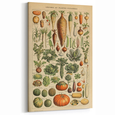 Vintage Botanical Art Prints: Colorful Vegetable Illustration Wall Art