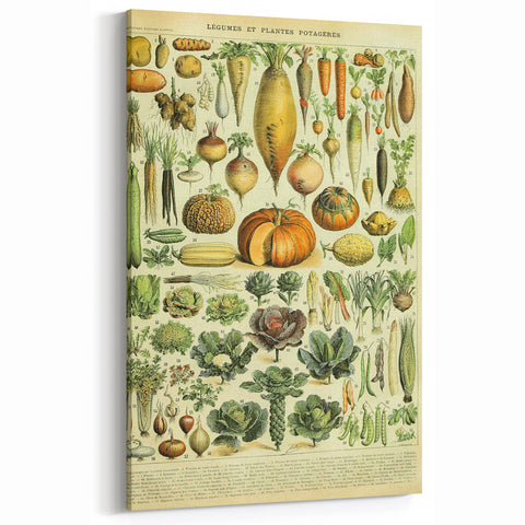 Vintage Botanical Art Prints: Detailed Vegetable Illustration Wall Art