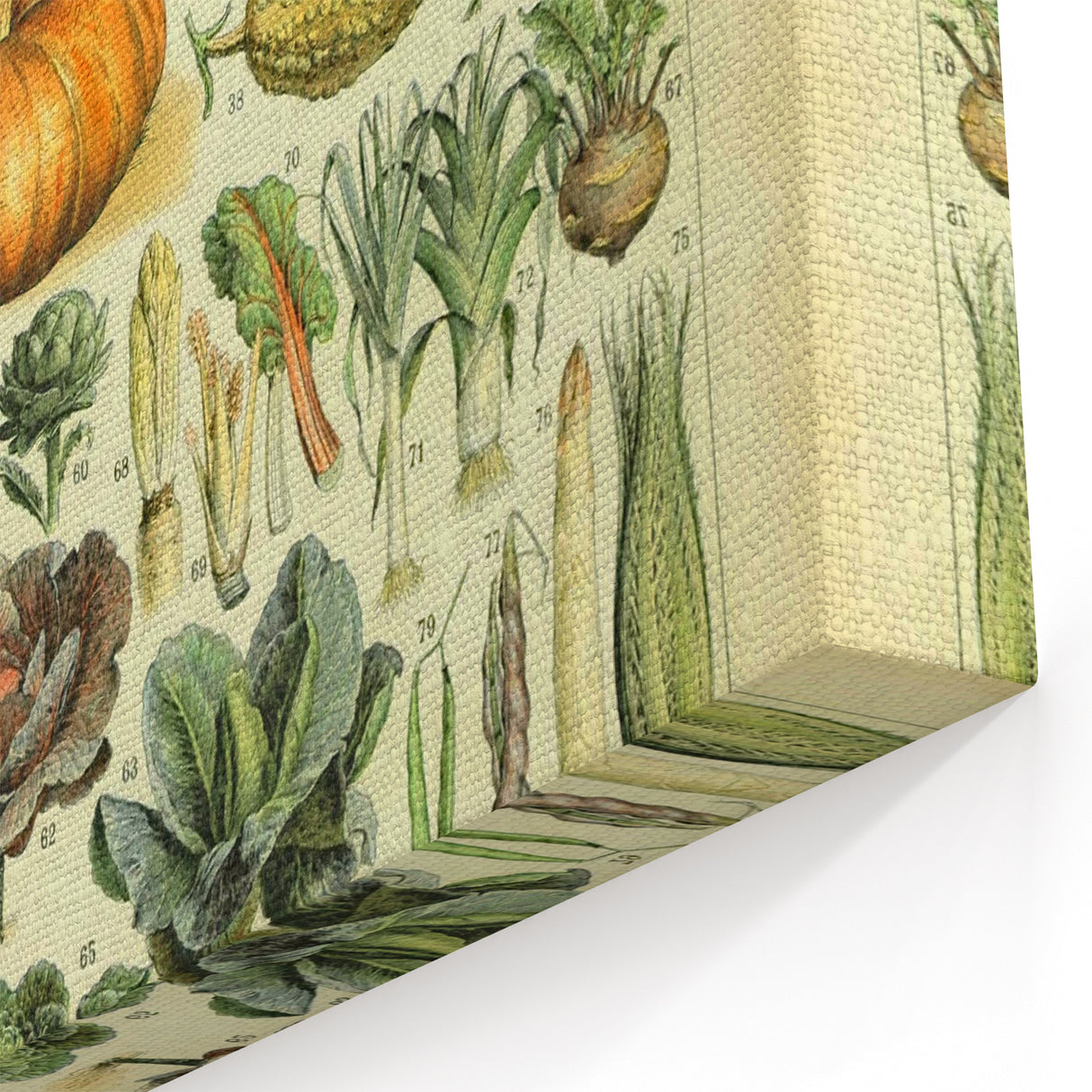 Vintage Botanical Art Prints: Detailed Vegetable Illustration Wall Art