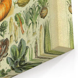 Vintage Botanical Art Prints: Detailed Vegetable Illustration Wall Art