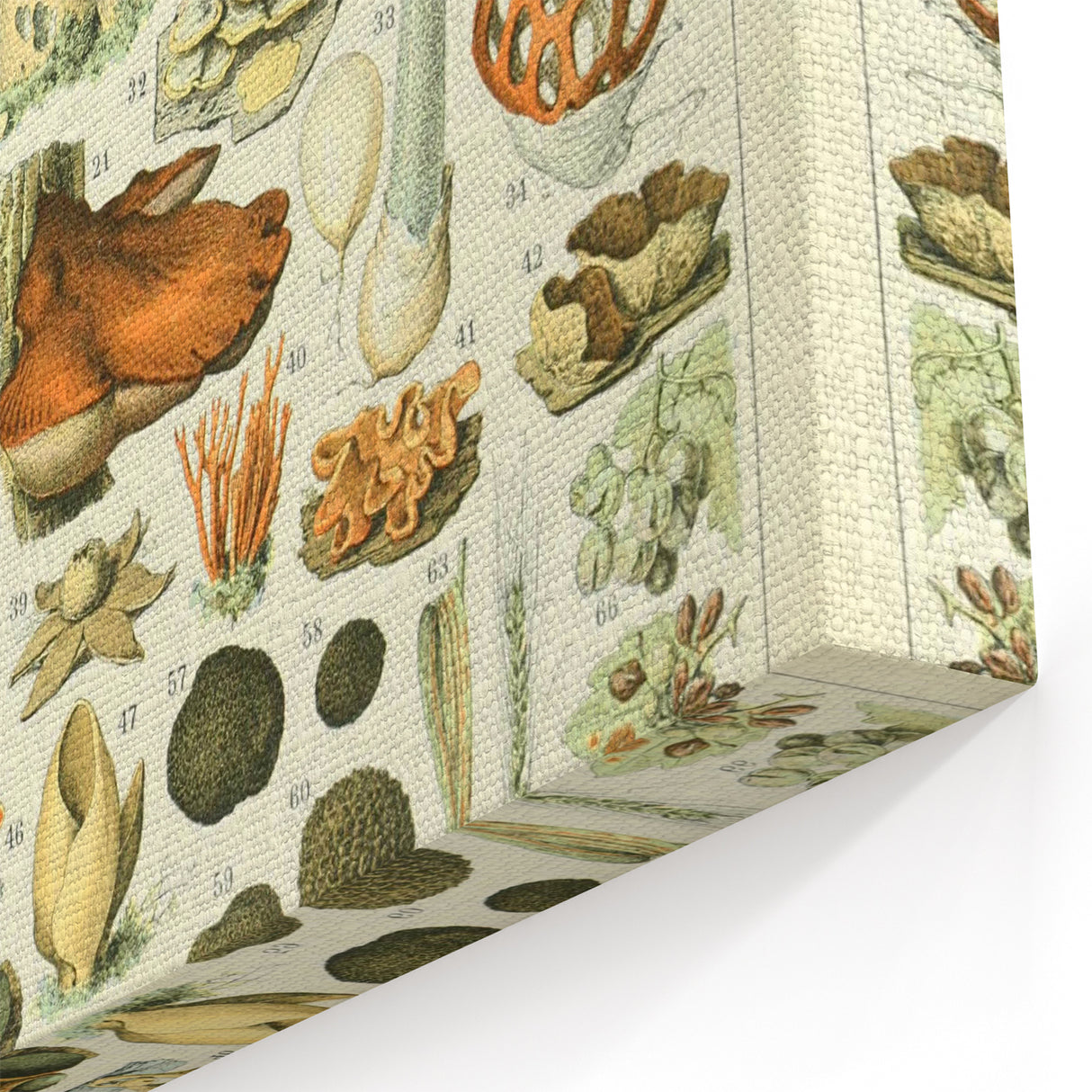 Vintage Botanical Art Prints: Intricate Mushroom Illustration Wall Art