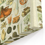 Vintage Botanical Art Prints: Intricate Mushroom Illustration Wall Art