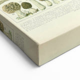 Vintage Botanical Art Prints: Intricate Mushroom Illustration Wall Art