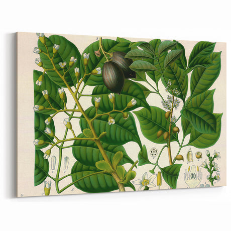 Botanical Art Prints: Elegant Floral & Leafy Plant Illustrations