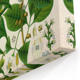 Botanical Art Prints: Elegant Floral & Leafy Plant Illustrations