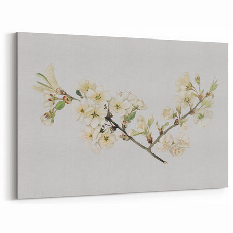 Delicate Cherry Blossom Art Prints: Elegant Floral Wall Art
