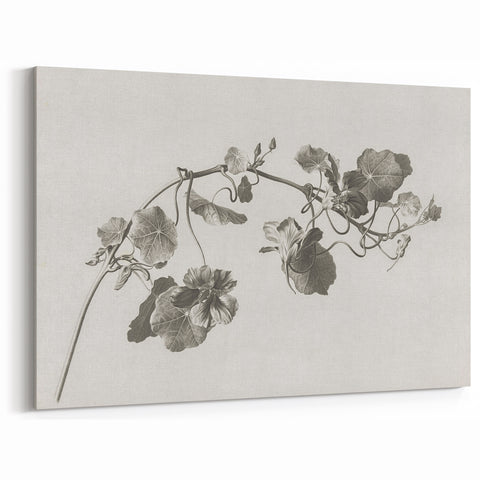 Black and White Botanical Art Prints: Elegant Nasturtium Wall Art