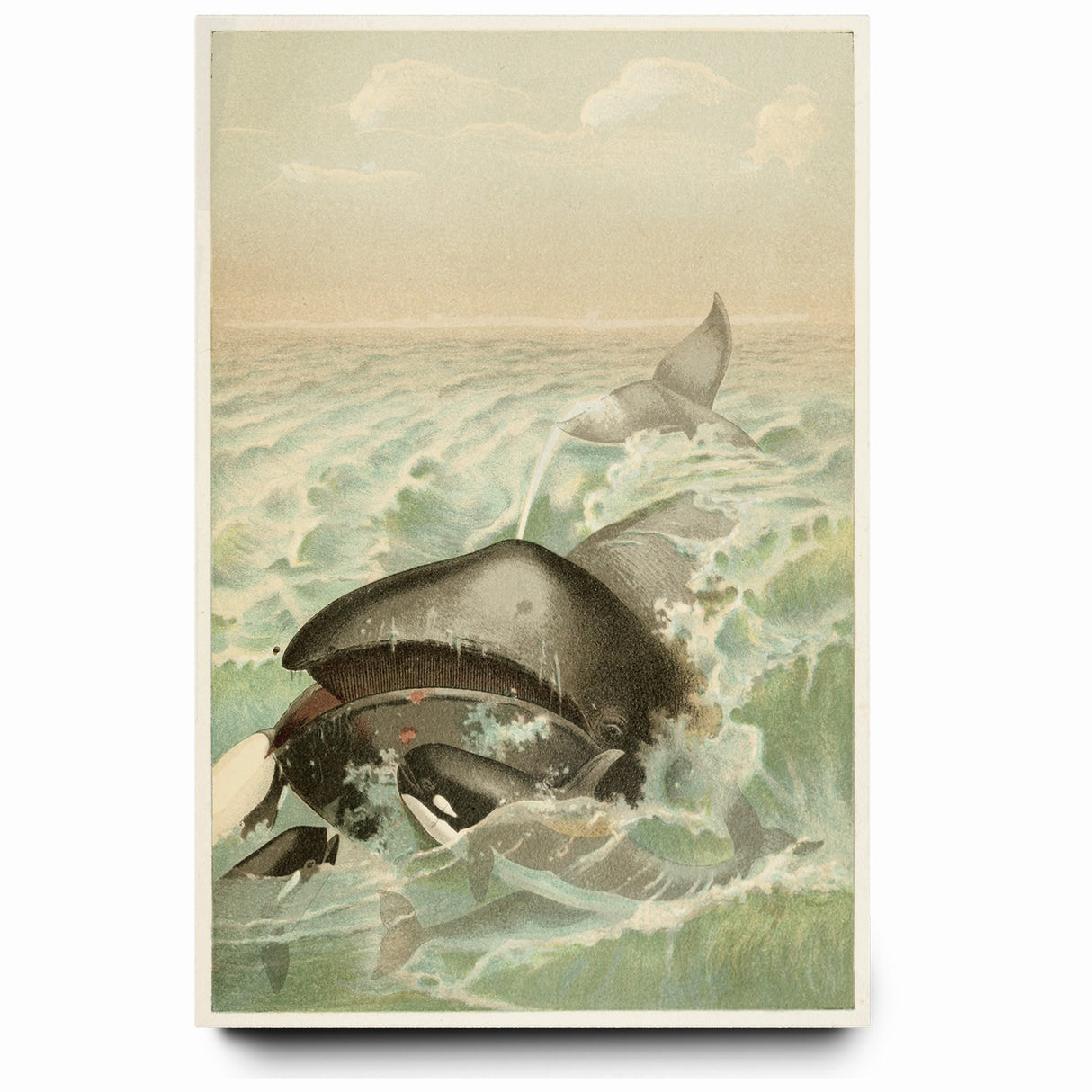 Vintage Animal Art: Whales in Ocean Waves | Antique Wildlife Prints