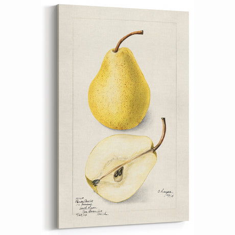 Vintage Pear Botanical Print – Classic Fruit Wall Art