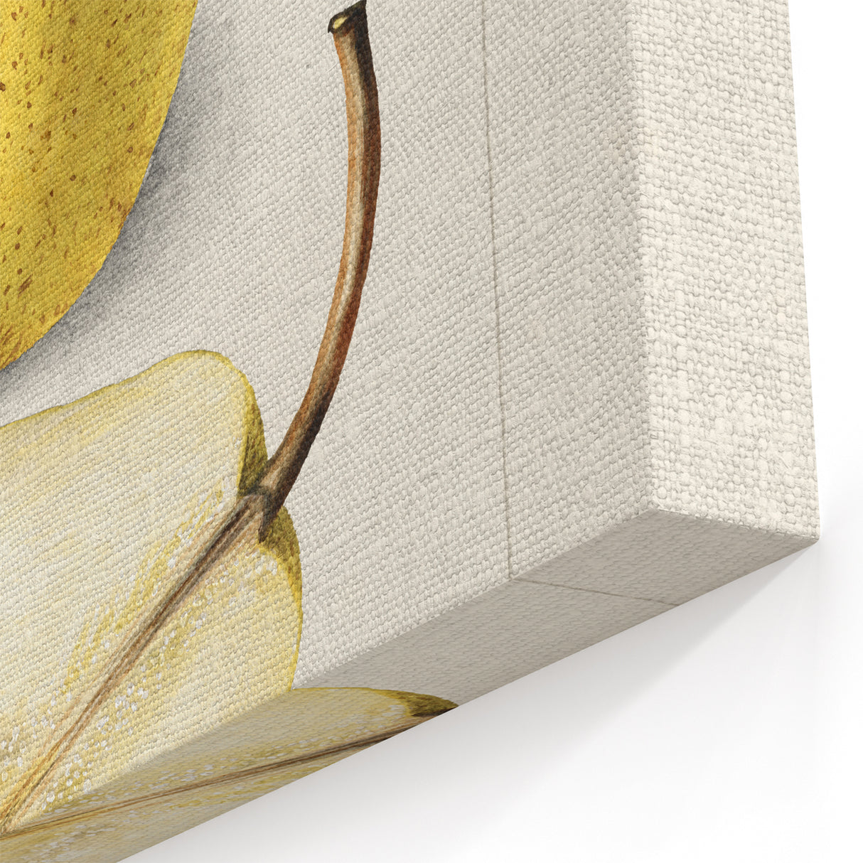 Vintage Pear Botanical Print – Classic Fruit Wall Art
