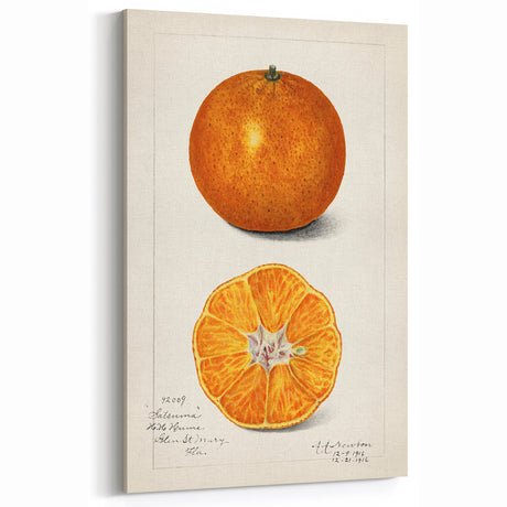 Vintage Satsuma Orange Botanical Print – Fruit Wall Art