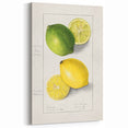 Vintage Lemon & Lime Botanical Print – Classic Fruit Wall Art