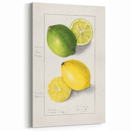 Vintage Lemon & Lime Botanical Print – Classic Fruit Wall Art
