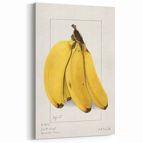 Banana Fruit Art Print – Vintage Kitchen Fruit Wall Decor