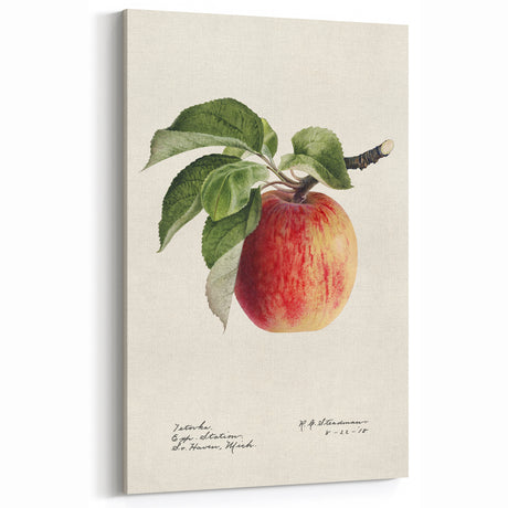 Apple Fruit Art Print – Vintage Kitchen Fruit Botanical Decor