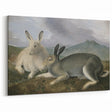 Vintage Animal Art - White & Brown Hares Antique Wildlife Print