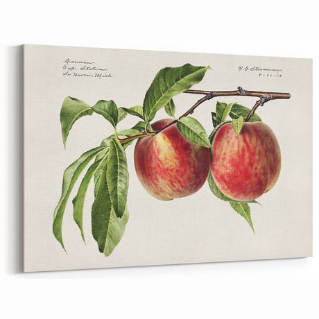 Vintage Fruit Art Prints – Peach Canvas Art for Kitchen Decor