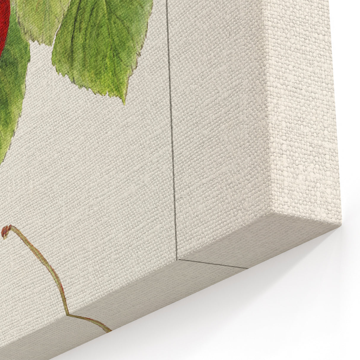 Cherry Fruit Art Prints – Vintage Botanical Fruit Canvas Art