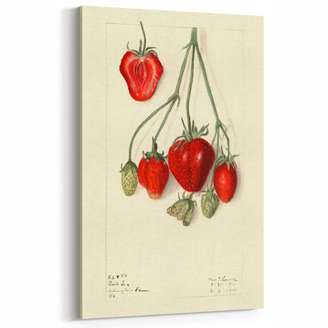 Strawberry Fruit Art Prints – Vintage Fruit Canvas Art Decor
