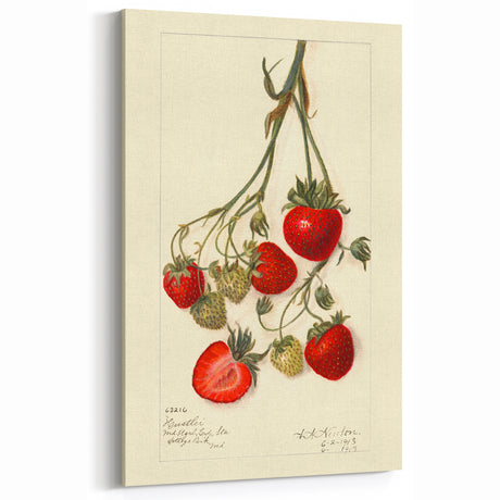 Strawberry Botanical Prints – Vintage Fruit Canvas Art for Kitchen