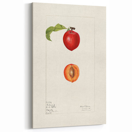 Plum Botanical Prints – Vintage Fruit Canvas Art for Kitchen