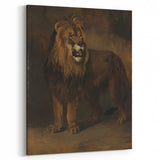 Vintage Animal Art - Fierce Lion Antique Wildlife Print