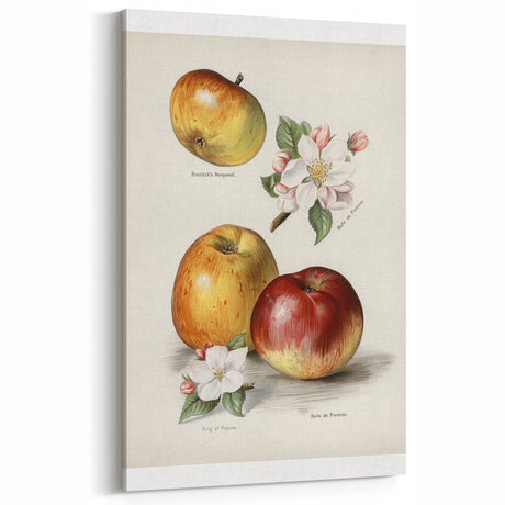 Vintage Apple Botanical Print – Elegant Fruits Wall Art for Kitchen