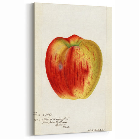 Vintage Apple Watercolor – Elegant Fruit Canvas Art for Kitchen