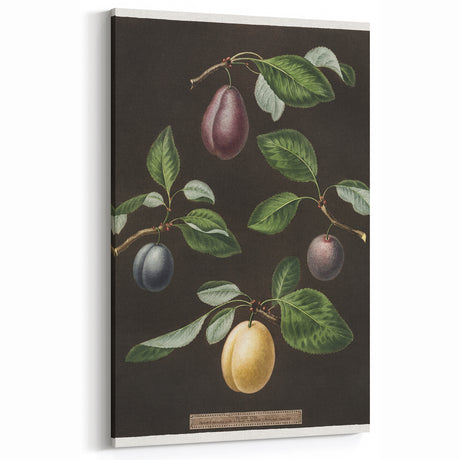Vintage Plum Botanical Print – Elegant Fruit Wall Art for Kitchen