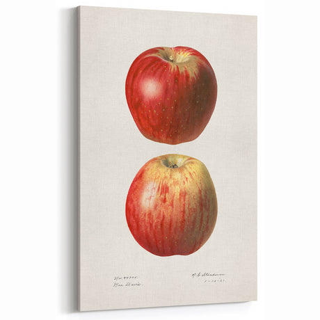 Vintage Apple Botanical Print – Classic Fruit Wall Art for Kitchen