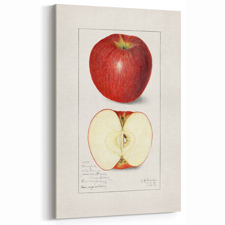 Vintage Apple Botanical Print – Classic Fruit Wall Art for Kitchen