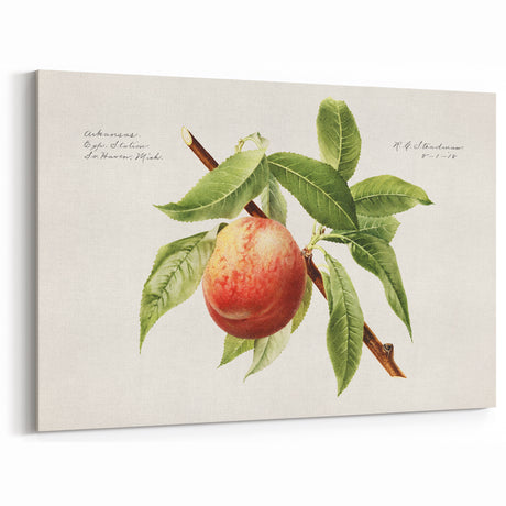 Vintage Peach Botanical Watercolor – Elegant Fruit Wall Art