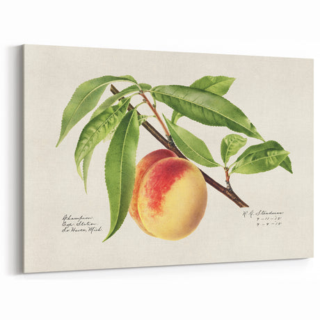 Vintage Peach Botanical Watercolor – Elegant Fruit Wall Art