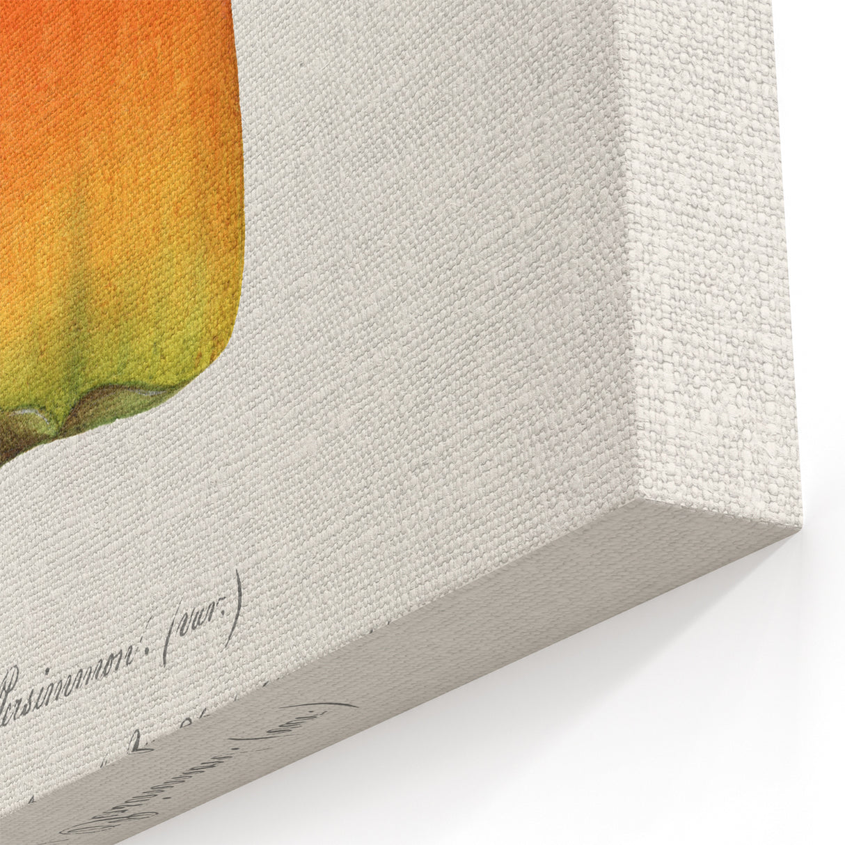 Japanese Persimmon Botanical Print – Elegant Fruit Wall Art