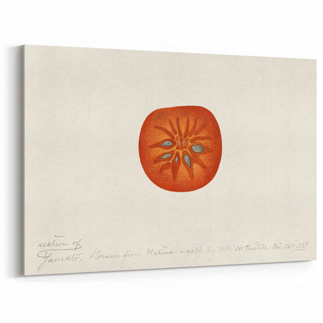 Vintage Tomato Botanical Print – Elegant Fruit Wall Art for Kitchen