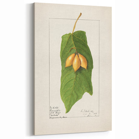 Vintage Botanical Fruit Art – Elegant Kitchen Fruit Decor Print