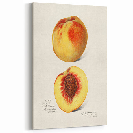 Vintage Peach Botanical Print – Elegant Kitchen Fruit Decor
