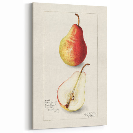 Vintage Pear Botanical Print – Classic Kitchen Fruit Decor