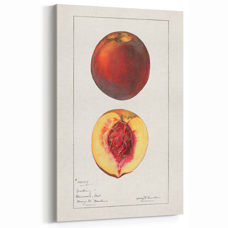 Vintage Peach Botanical Print – Classic Kitchen Fruit Decor
