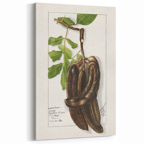 Vintage Carob Botanical Print – Classic Kitchen Fruit Decor