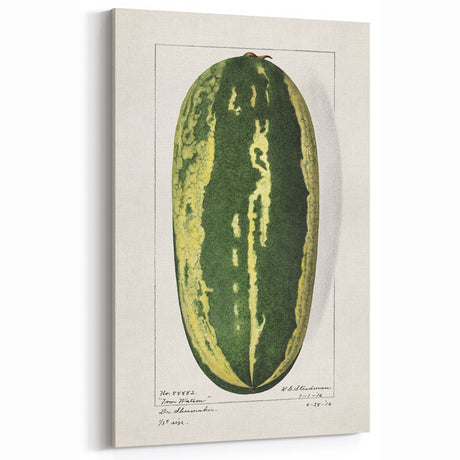 Vintage Watermelon Botanical Print – Classic Kitchen Fruit Decor