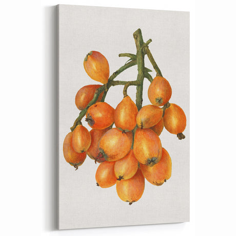 Loquat Fruit Botanical Prints – Vintage Kitchen Wall Decor