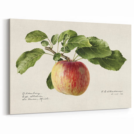 Vintage Apple Botanical Fruit Wall Art – Fruit Art Prints for Decor