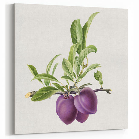 Vintage Plum Botanical Fruits Wall Art – Fruit Art Prints for Decor